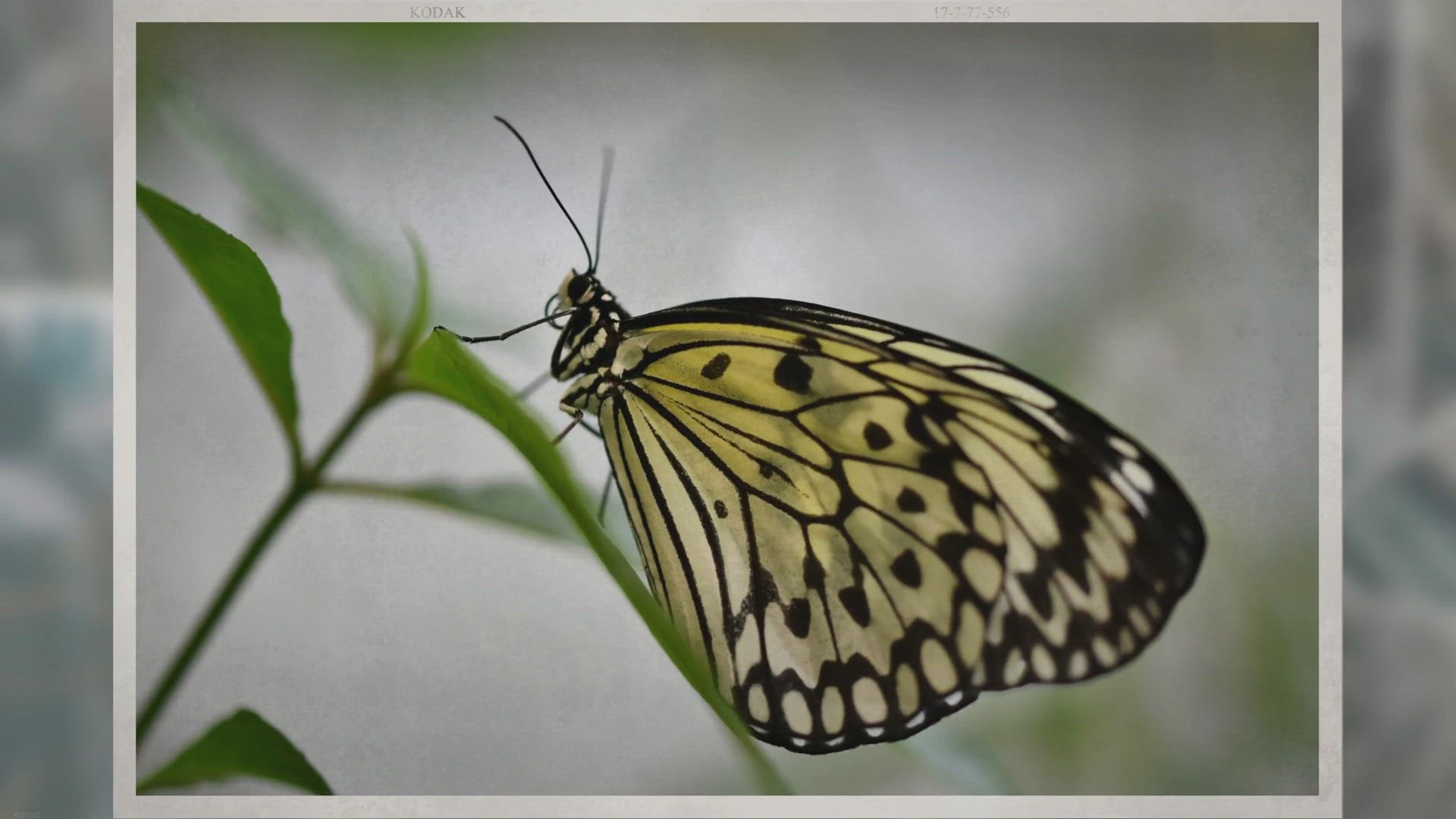 'Video thumbnail for Spirituelle Bedeutung des gelben Schmetterlings'
