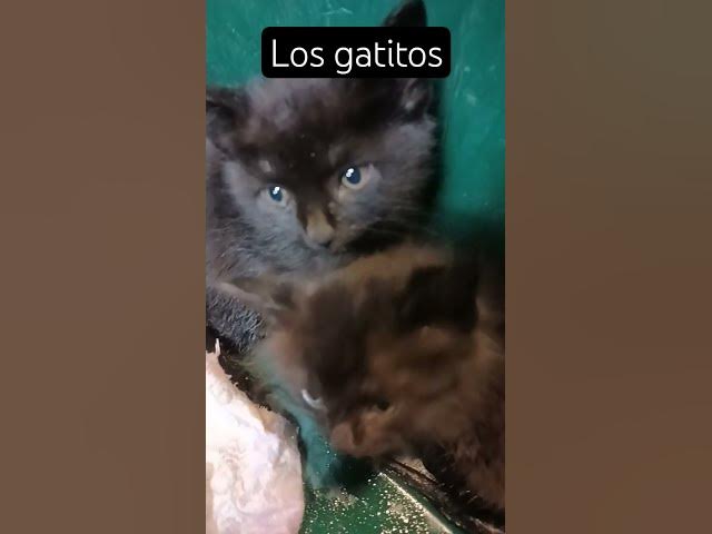 Video thumbnail for 😺🐈 geronimo #song