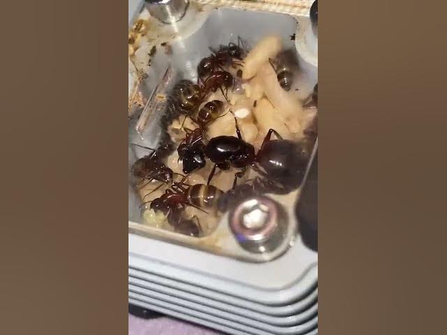 Video thumbnail for La hormiga gigante Europea #ants #hormigas #viral #camponotusligniperdus #shorts