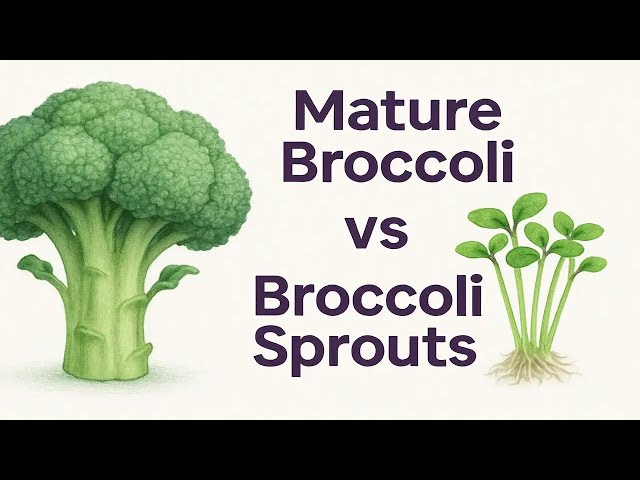 Video thumbnail for Stop Eating Broccoli! Sprouts Have 100X More Cancer Power. (62 characters)