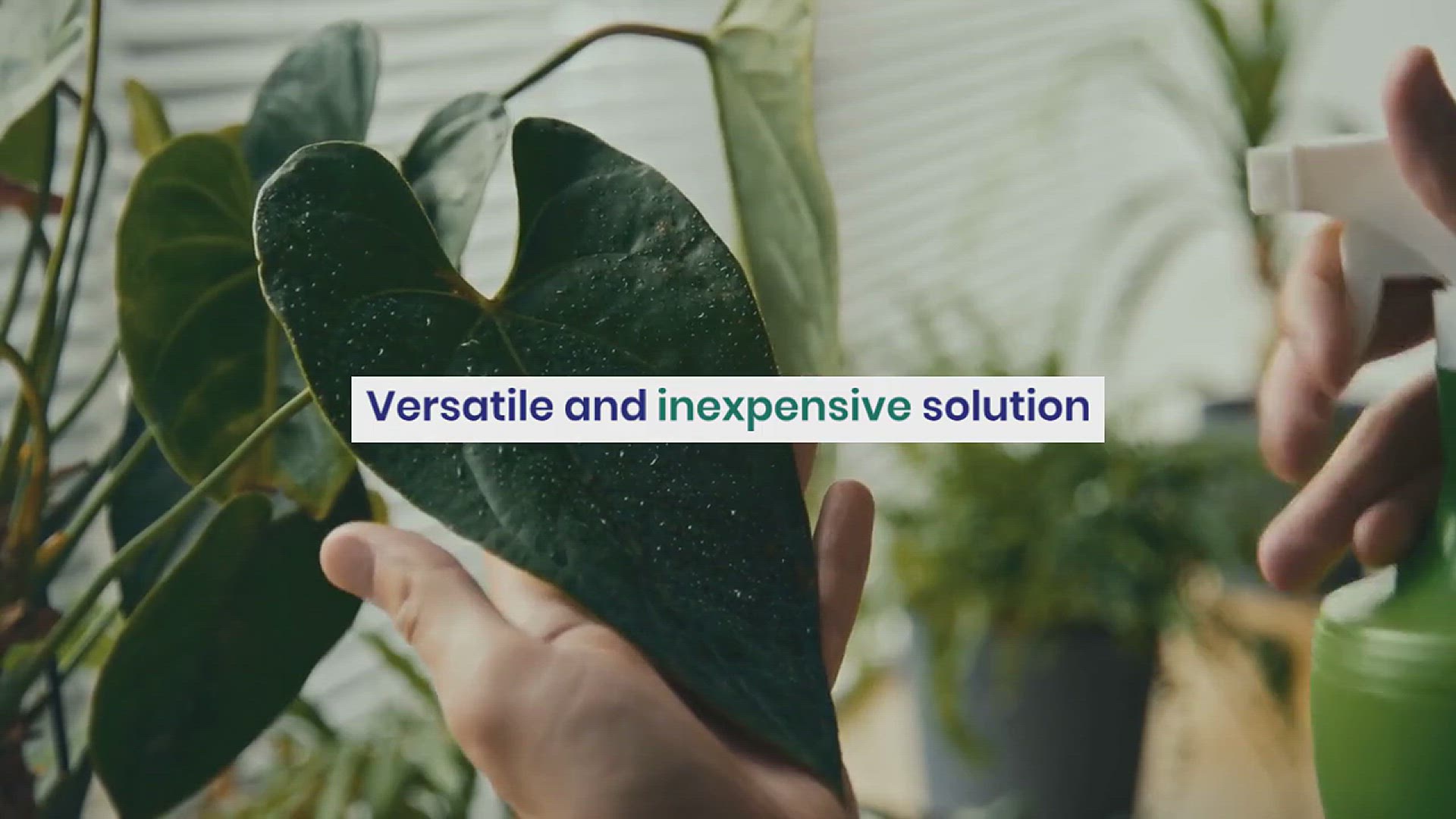 'Video thumbnail for 5 Amazing Uses of Vinegar on Plants'