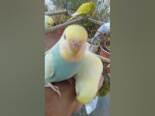 Video thumbnail for 😌 “Isso é só o começo… Descubra 3 horas de harmonia natural no canal 💚”