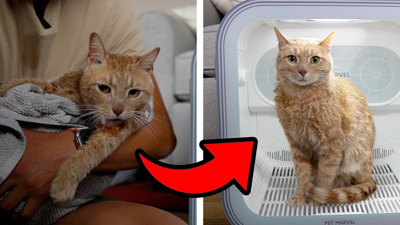 Video thumbnail for 62L Pet Dryer Box Full Review And Testing