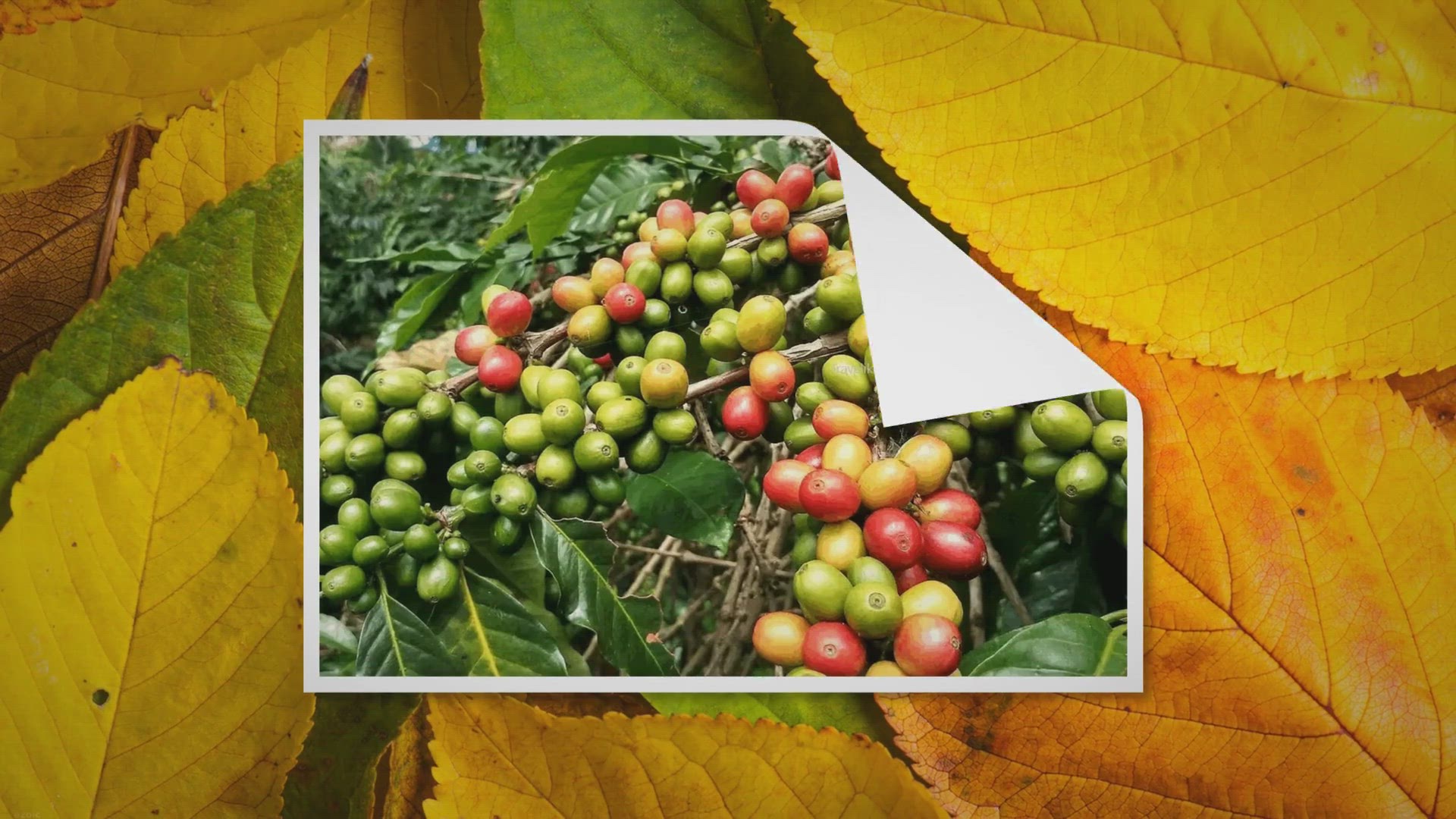 Video thumbnail for 10 Best Things To Buy in Vietnam