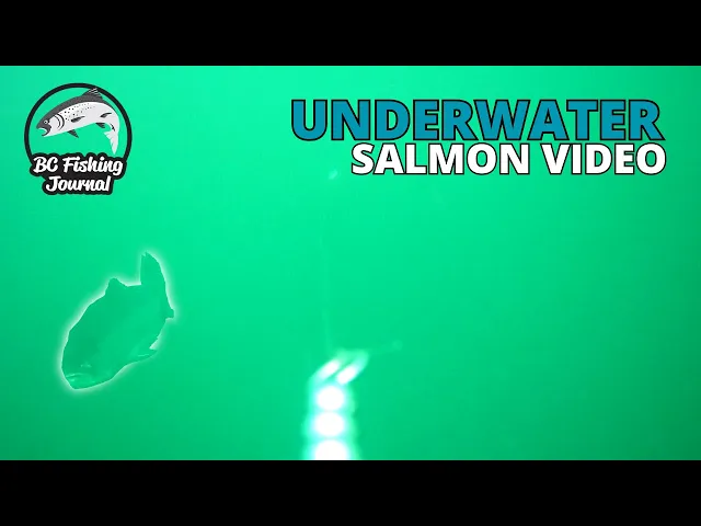 Video thumbnail for Salmon Kayak Fishing - NEW SPECIES & Underwater Trolling Camera