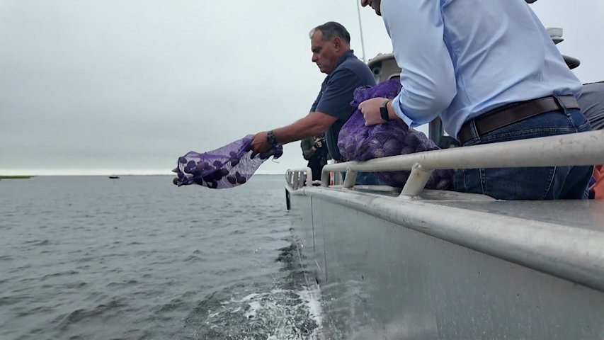 Video thumbnail for 25,000 clams seeded in Great South Bay to revive shellfish population