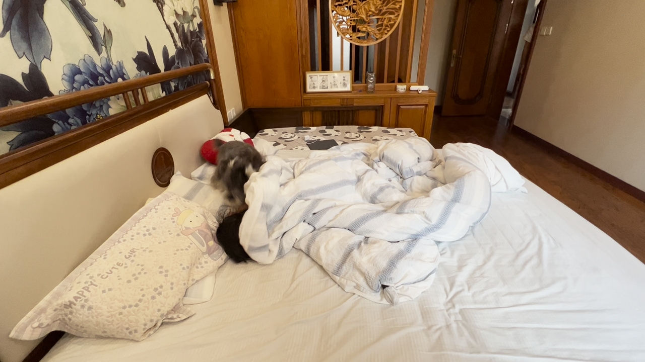 Video thumbnail for Dog Runs Around Bed Before Settling Down in Liaoning, China
