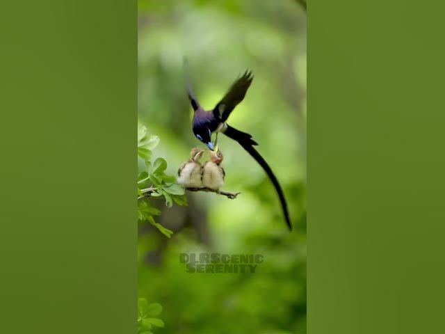 Video thumbnail for Black paradise flycatcher || Birds || Nature lover