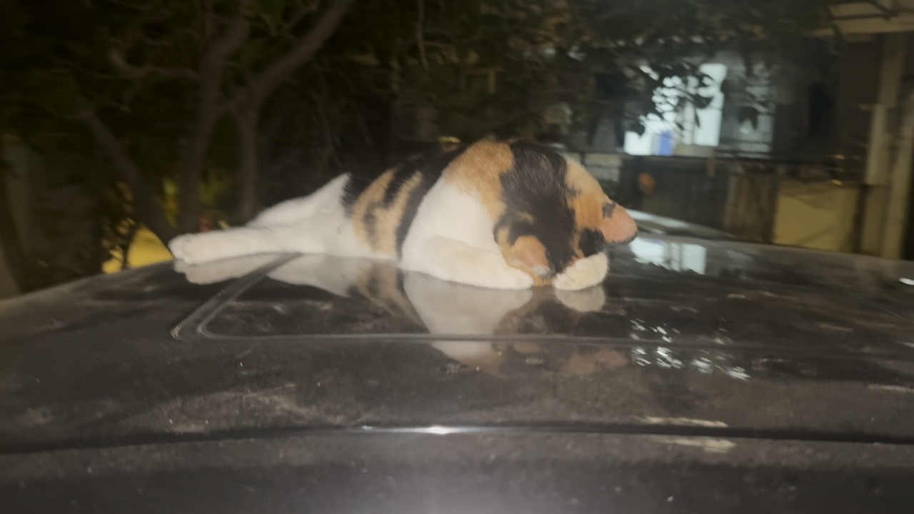 Video thumbnail for Calico Cat Naps Comfortably on a Vehicle Roof in Fujian