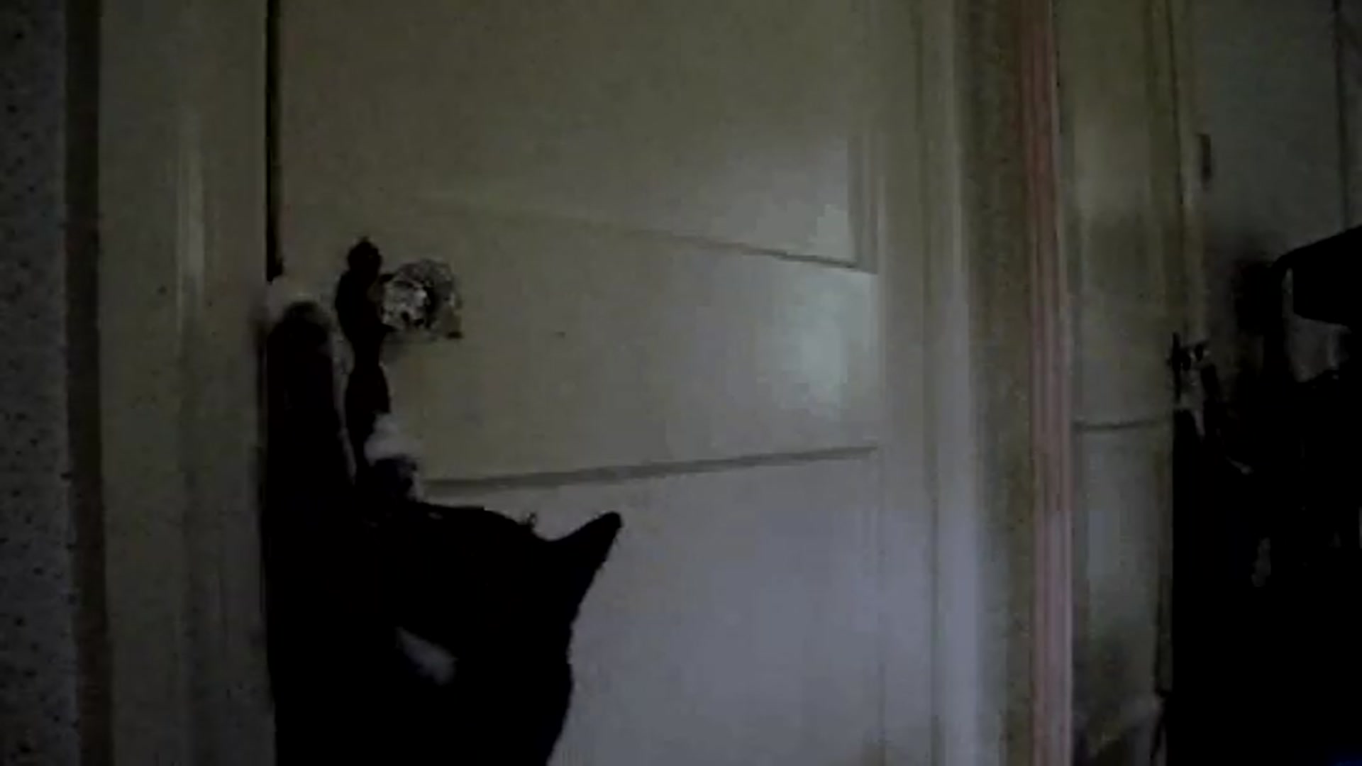 Video thumbnail for Cat tries to Open a Door