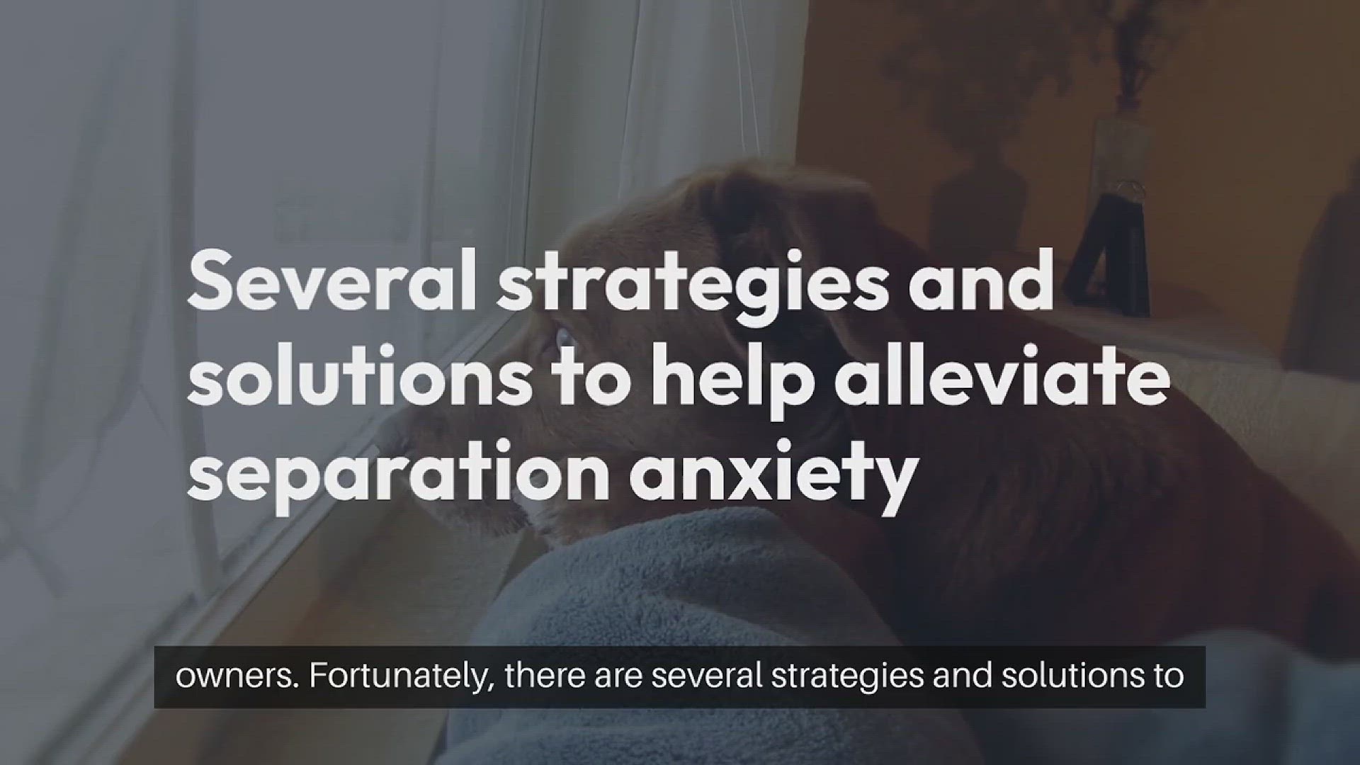 Video thumbnail for Pet Separation Anxiety Solutions
