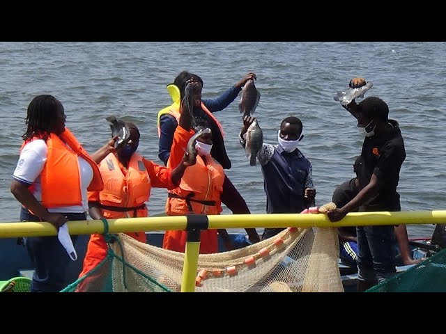 Video thumbnail for UN Women WEEB Climate Smart Cage Fish Farming, Bugiri Uganda