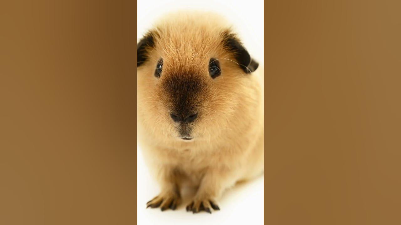 Video thumbnail for 5 Things You Didn't Know About Guinea Pigs! #shorts
