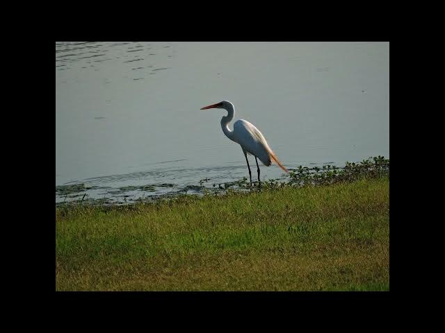 Video thumbnail for CRANES AND EGRETS
