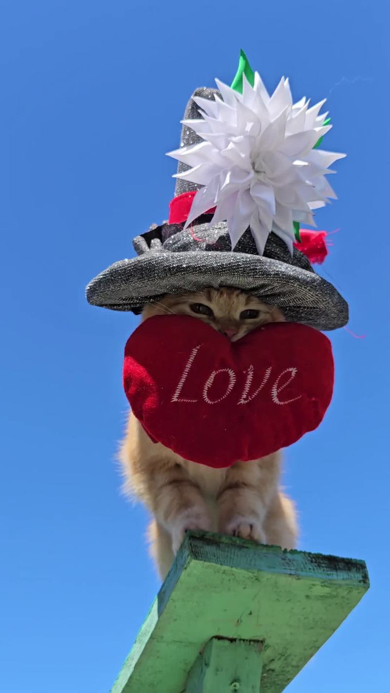 Video thumbnail for Festive Russian Kitty Delivering Love under a Bright Blue Sky