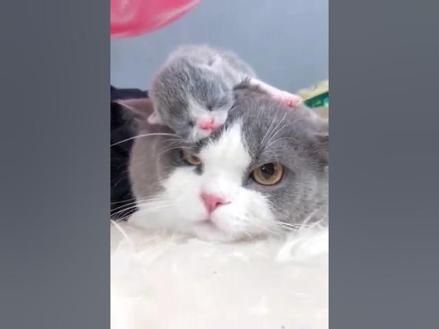 Video thumbnail for قطط مضحكة وجميلة شاهد القطط مقالب ضحك