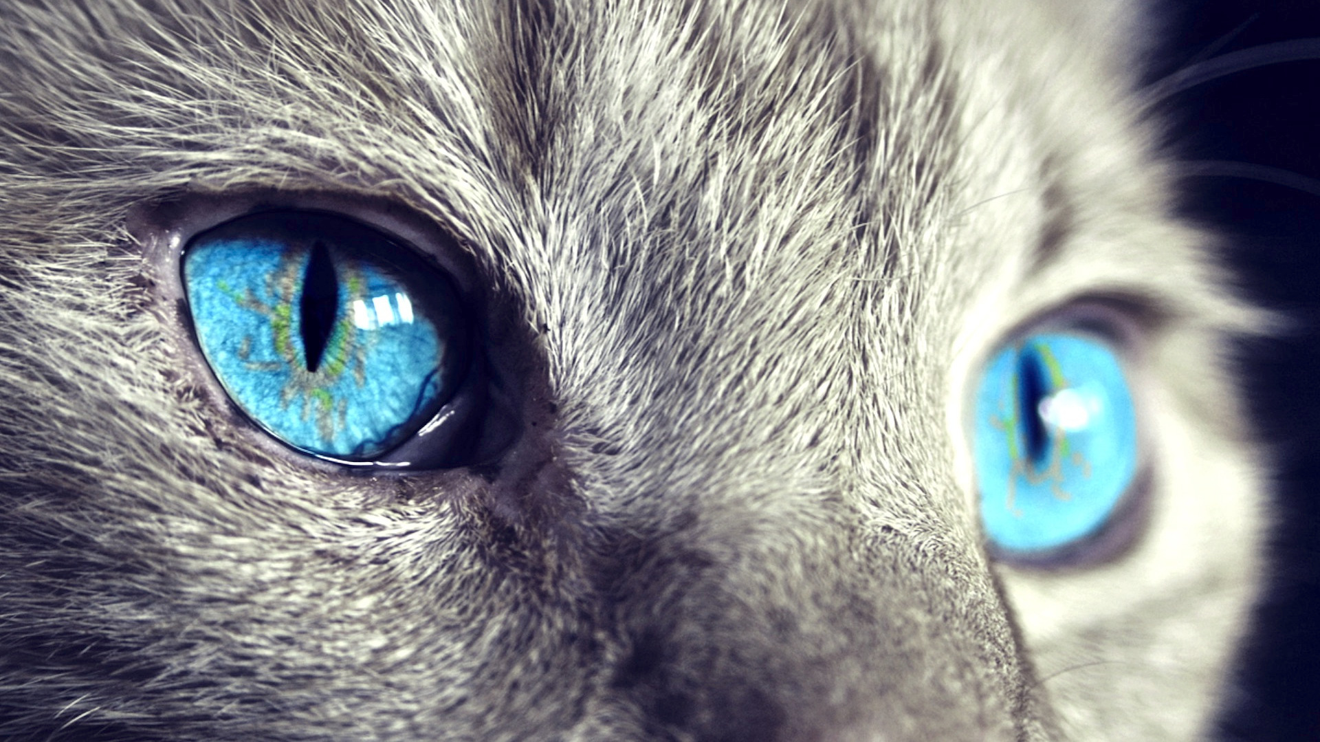 Video thumbnail for 2024 study confirms slow blinking at cats actually works