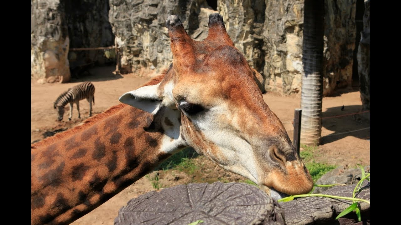 'Video thumbnail for Dusit Zoo in Bangkok | Thailand'