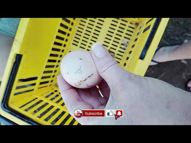 Video thumbnail for Why I Mark My Eggs Fertility Check