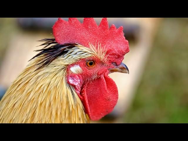 Video thumbnail for What's the difference between starter, grower, and layer feed?