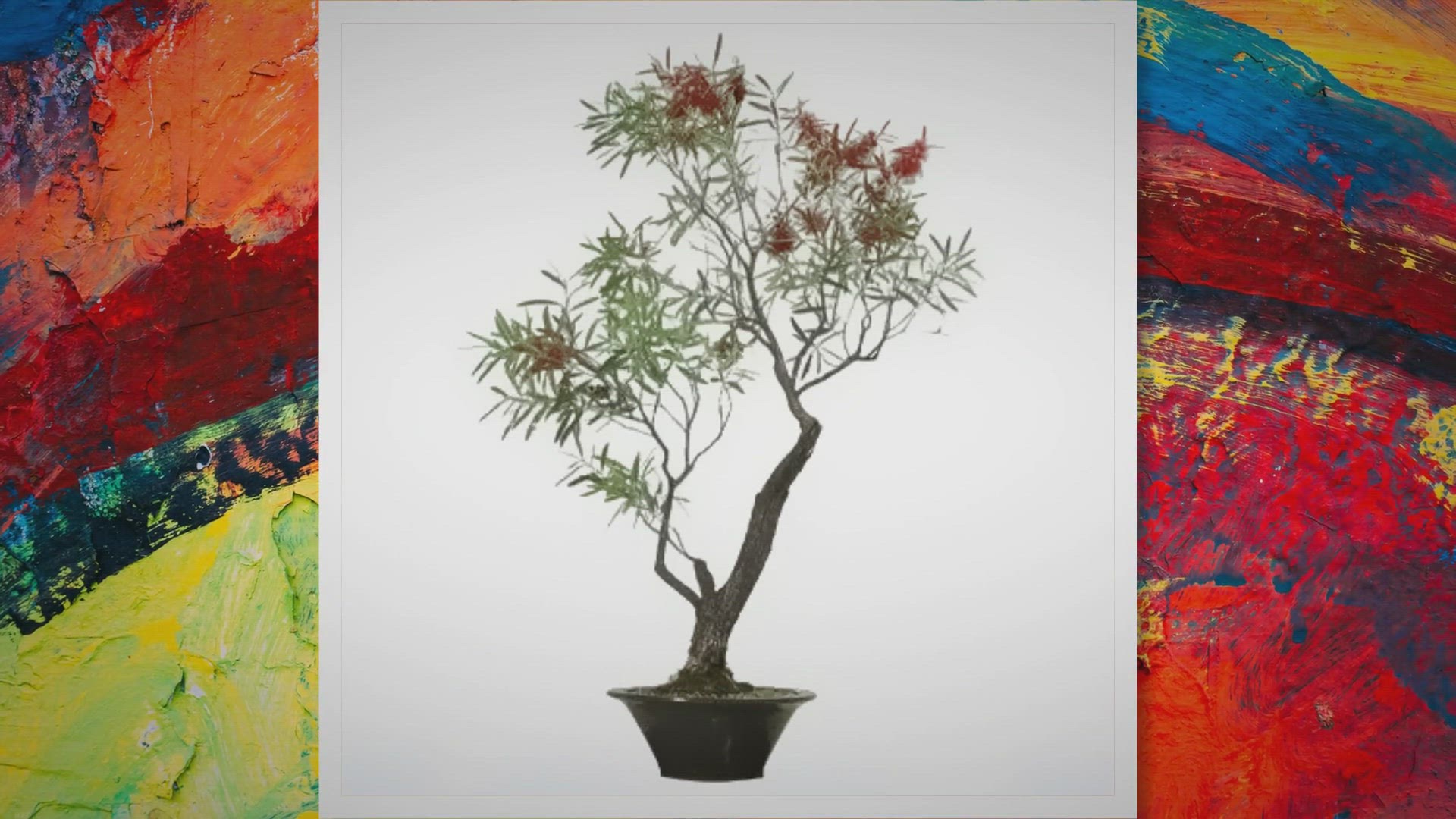 Video thumbnail for Bottlebrush bonsai care