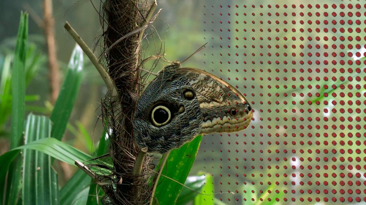 Video thumbnail for Super Animals -- Owl Butterfly