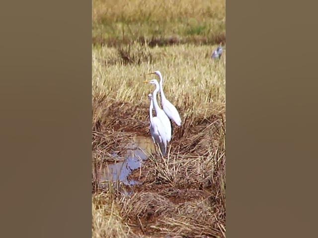 Video thumbnail for Cockroach bird 11  #dovebird #smallbird #birds #bird #shortdove #nestdove #babiesdove