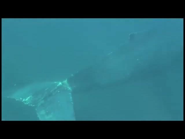 Video thumbnail for Whale Rescue  December 25, 2009