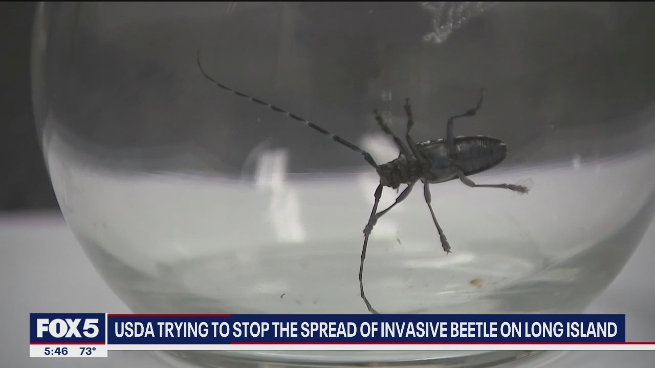 'Video thumbnail for USDA working to stop the spread of invasive beetle species on Long Island'