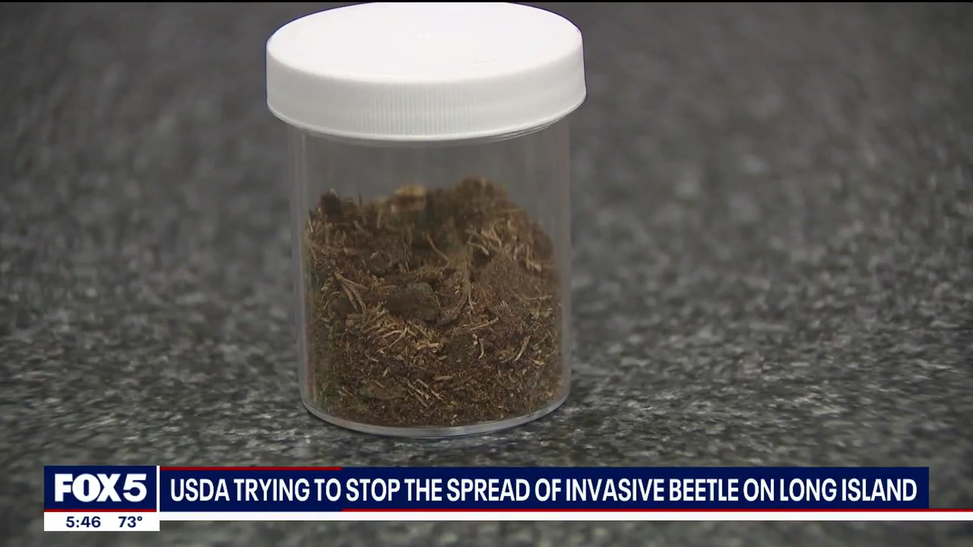 'Video thumbnail for USDA working to stop the spread of invasive beetle species on Long Island'