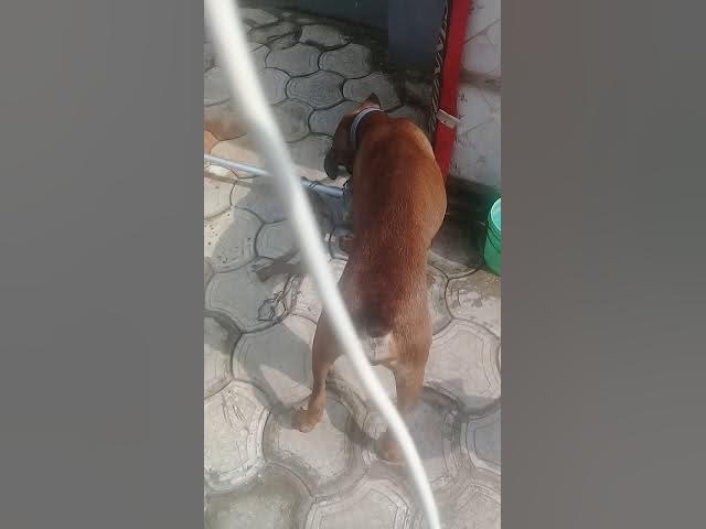 Video thumbnail for Adurable scooby doo