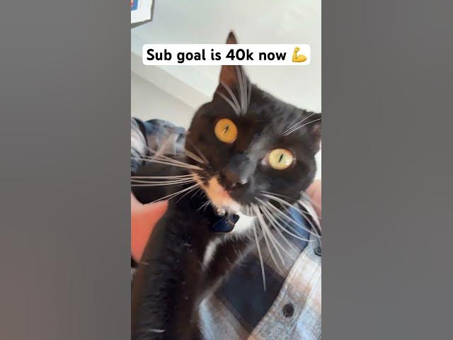 Video thumbnail for 36k out of 40k 😨#cat #fyp#subscribe #viralshort