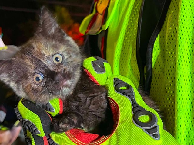 Video thumbnail for Piscataway firefighters rescue kitten from storm drain