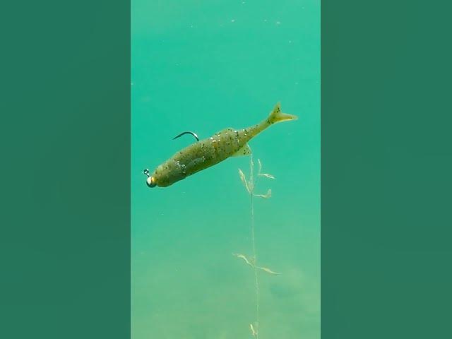 Video thumbnail for Versatility? Yep, this bait’s got just that! 🔥Featured: @SavageGear NED Minnow