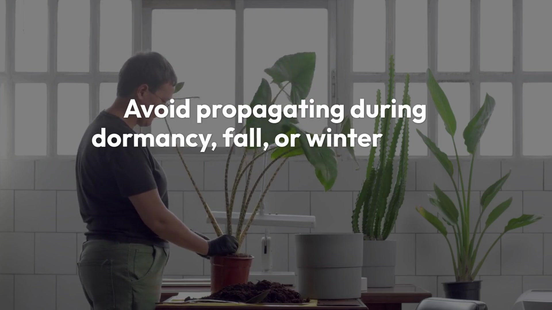 Video thumbnail for Alocasia Polly Propagation