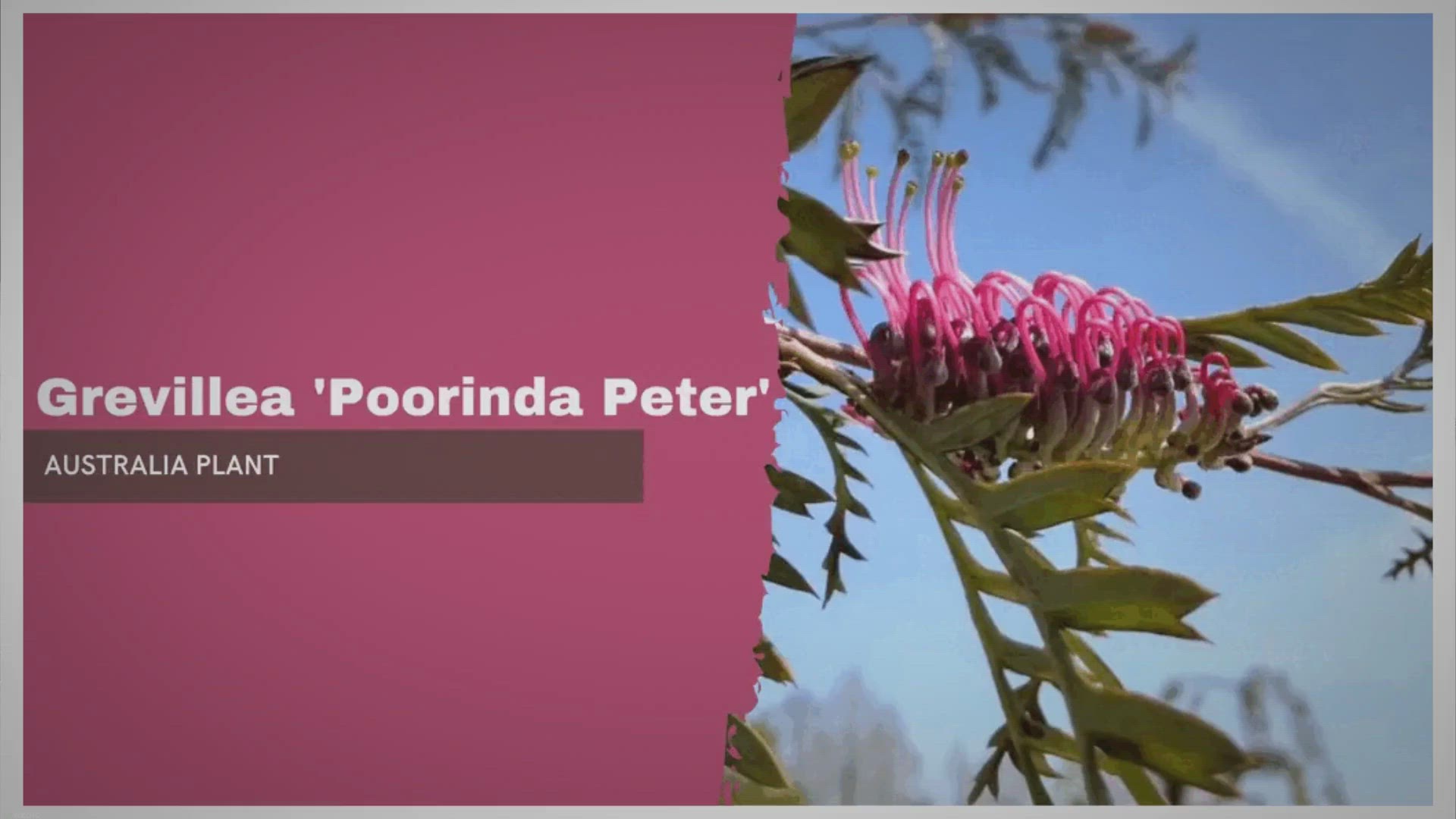 Video thumbnail for Grevillea ‘Poorinda Peter’