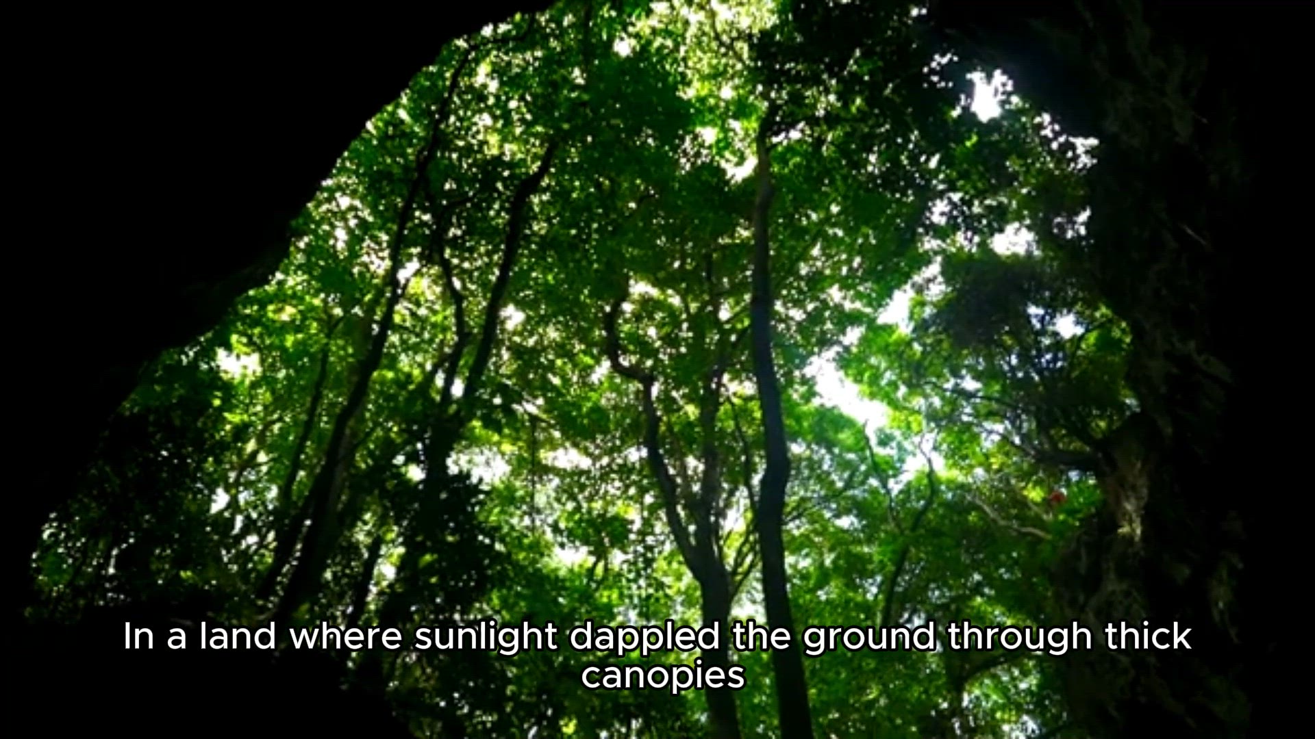 Video thumbnail for The Whispering Woods