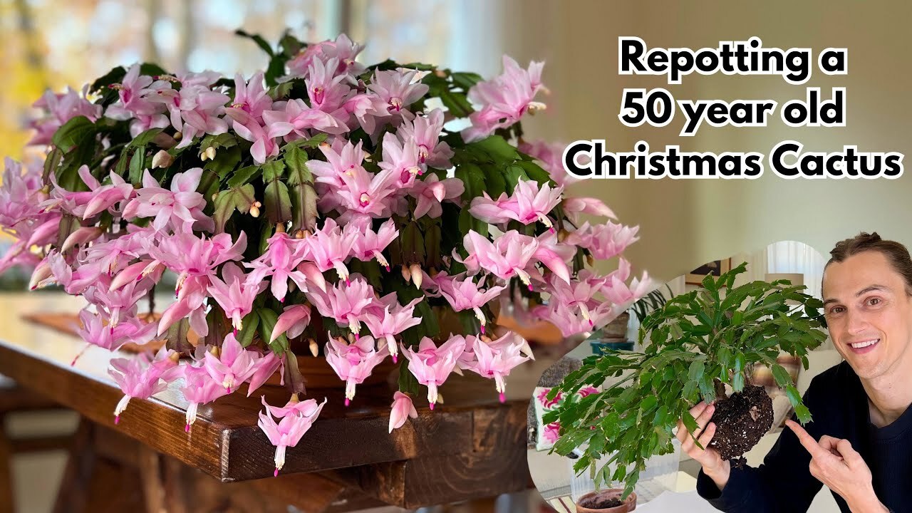 Video thumbnail for Repotting my Christmas Cactus (Thanksgiving Cactus) - with Root Pruning Tips - Schlumbergera