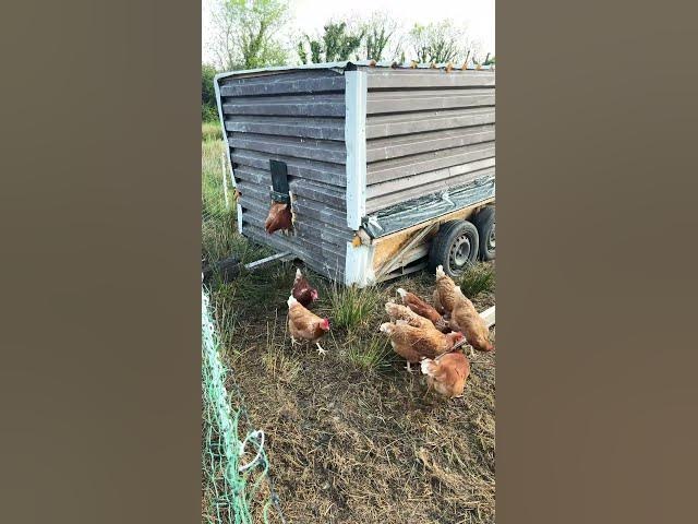 Video thumbnail for Hungry Chickens