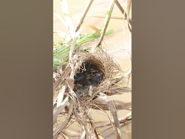'Video thumbnail for Mother Bgrown bitd feeding EP#084 #birdslover #birdwatch #wildlife #nature #birds #A'