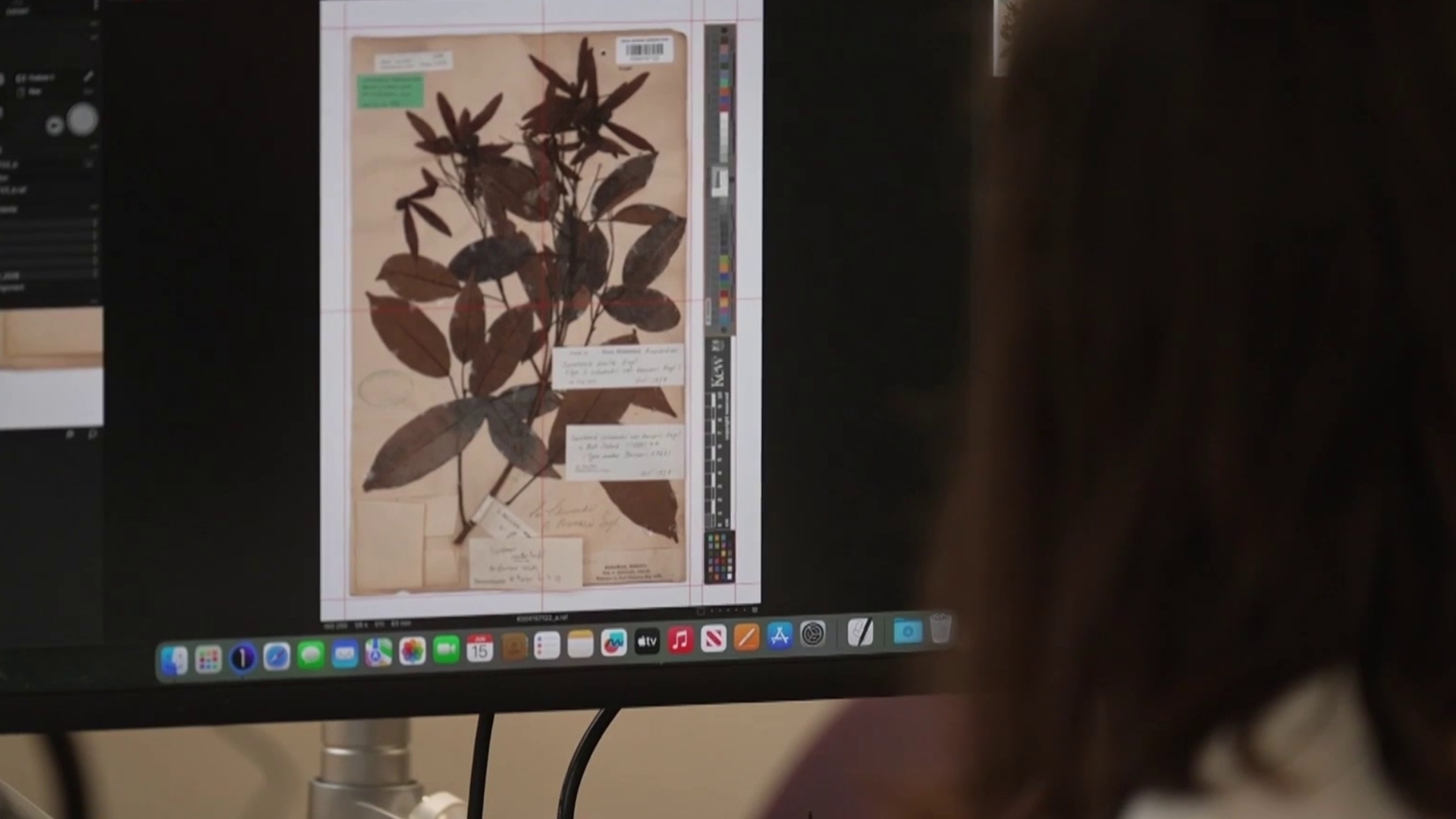 Video thumbnail for AI reveals biodiversity crisis in UK: Kew Gardens' fungi unlock future cures