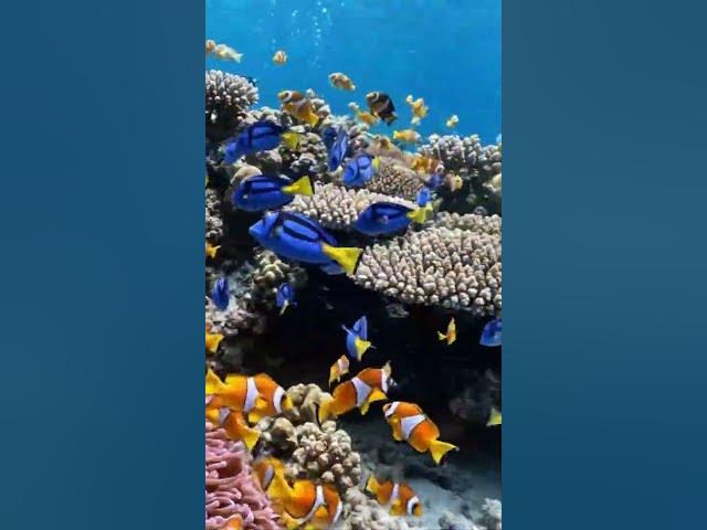 Video thumbnail for The Ocean View #travel #butifyoucloseyoureyes #nature