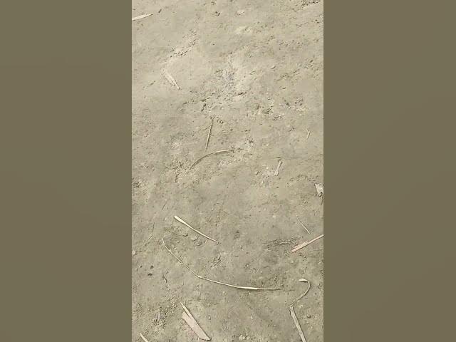 Video thumbnail for #dj #music #love #newsong #bhojpuri #deepakdiwana #song #bhojpurimusic #freefire #bhojpurisong