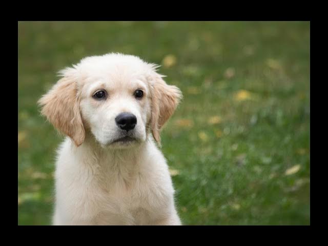 Video thumbnail for Why Do Male Puppies Cost More? The Surprising Reasons!