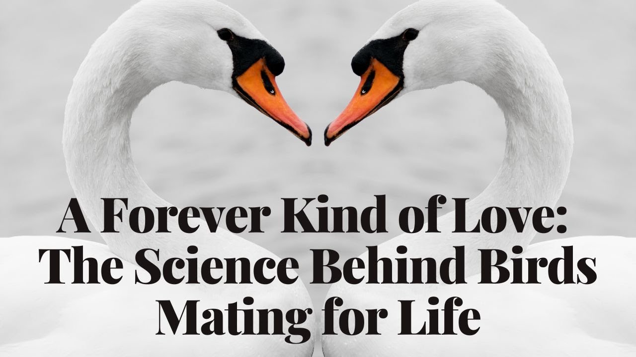 'Video thumbnail for A Forever Kind of Love The Science Behind Birds Mating for Life'