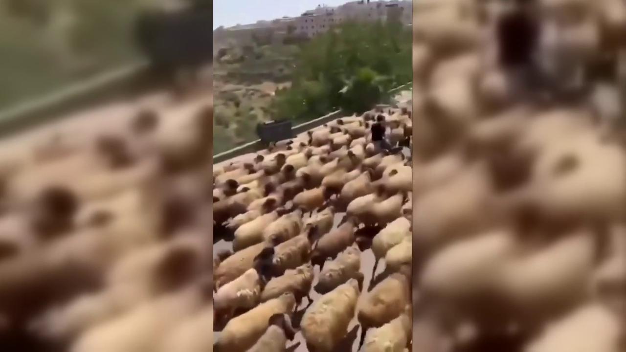 Video thumbnail for Israeli Settlers Seize Flock in Palestinian Village.