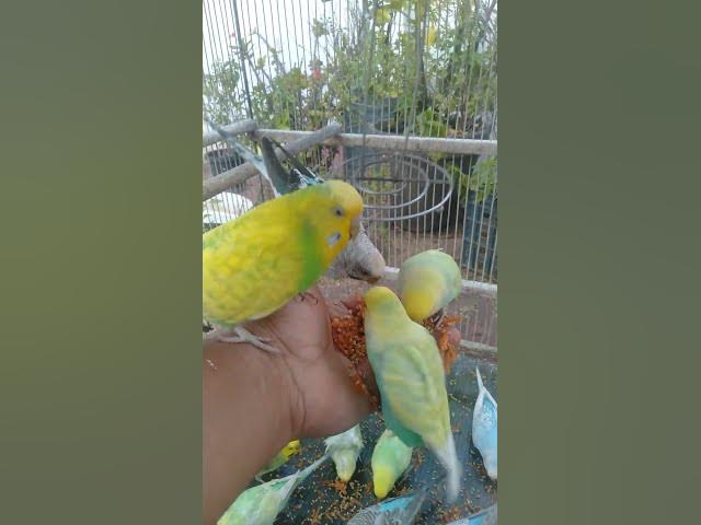 Video thumbnail for Blue vs Yellow Budgie Beauty Show ๐๐
