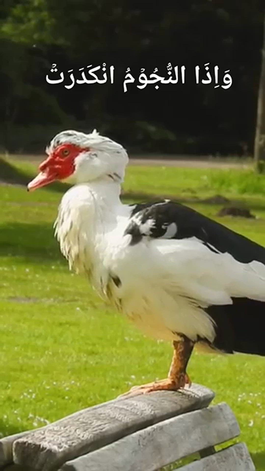 Video thumbnail for Beautiful-quranrecitation-surah-takvir-q_85