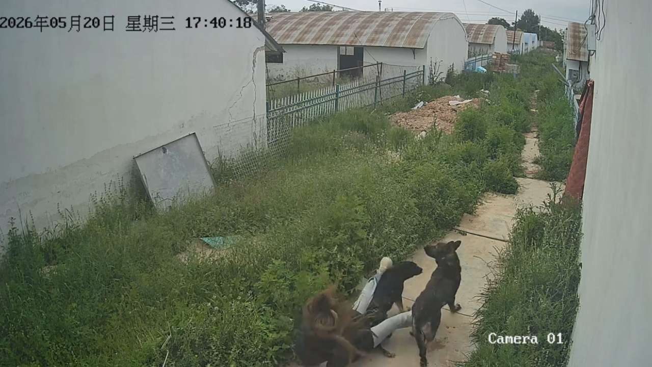 Video thumbnail for Woman Playfully Knocked Down by Dogs in Gansu
