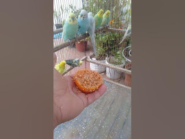 Video thumbnail for 🎧 “Prévia de foco — 15 segundos aqui, 3h de produtividade no canal 📚”